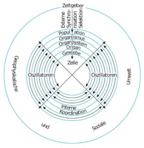 Ein Diagramm eines Kreises, der Konzepte im Zusammenhang mit der Osteopathie Hamburg veranschaulicht.