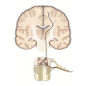 Ein Diagramm eines Gehirns mit einem kleinen Gewebestück, das den Bereich der Osteopathie in Hamburg veranschaulicht.
