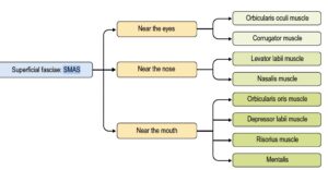 Diagramm, das die Klassifizierung der Gesichtsmuskeln zeigt, die mit der Faszie des oberflächlichen muskuloaponeurotischen Systems verbunden sind, kategorisiert nach ihrer Nähe zu Augen, Nase und Mund.