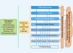 Flowchart illustrating therapeutic influences on patient awareness. Left: Therapist knowledge, including osteopathic insights. Center: Promotion of patient mindfulness. Right: Systems affected, such as the prefrontal cortex and limbic system. Labels in German and relevant to psychosomatic concepts.